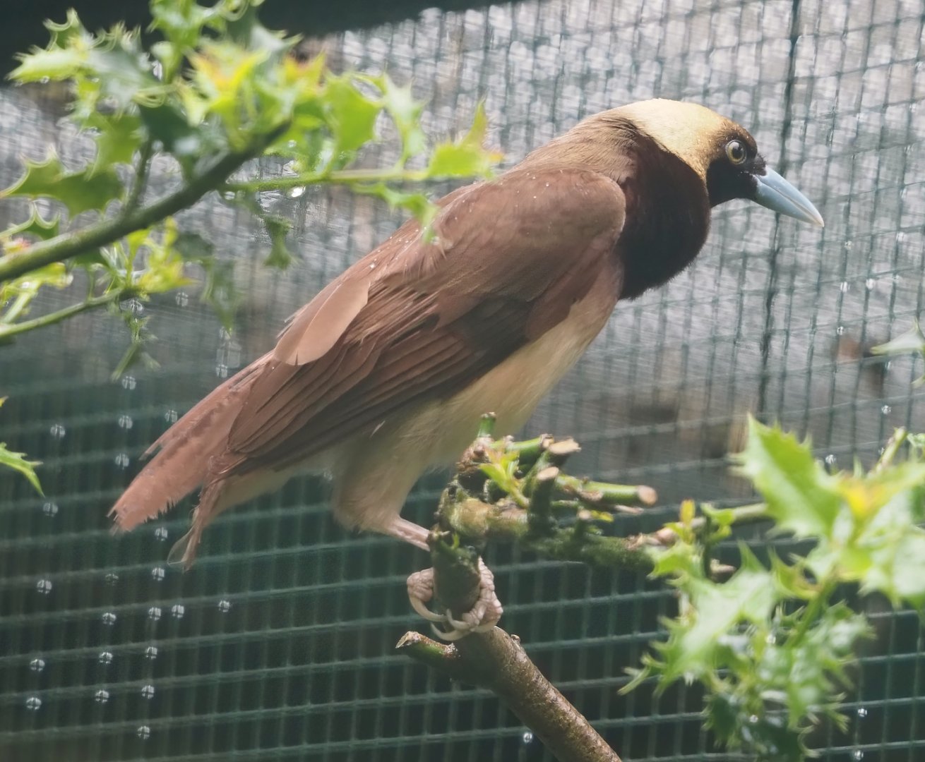 Raggiana Bird-of-paradise (Paradisaea raggiana), 2024-05-22