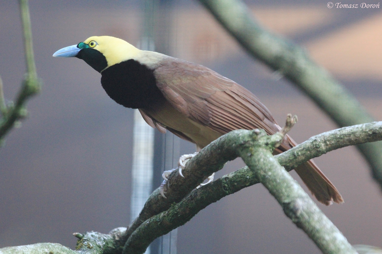 Raggiana Bird of Paradise (Paradisaea raggiana), August 2015