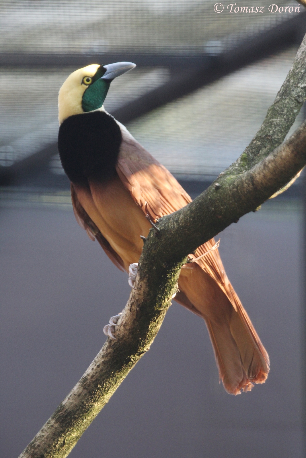 Raggiana Bird of Paradise (Paradisaea raggiana) male, August 2015