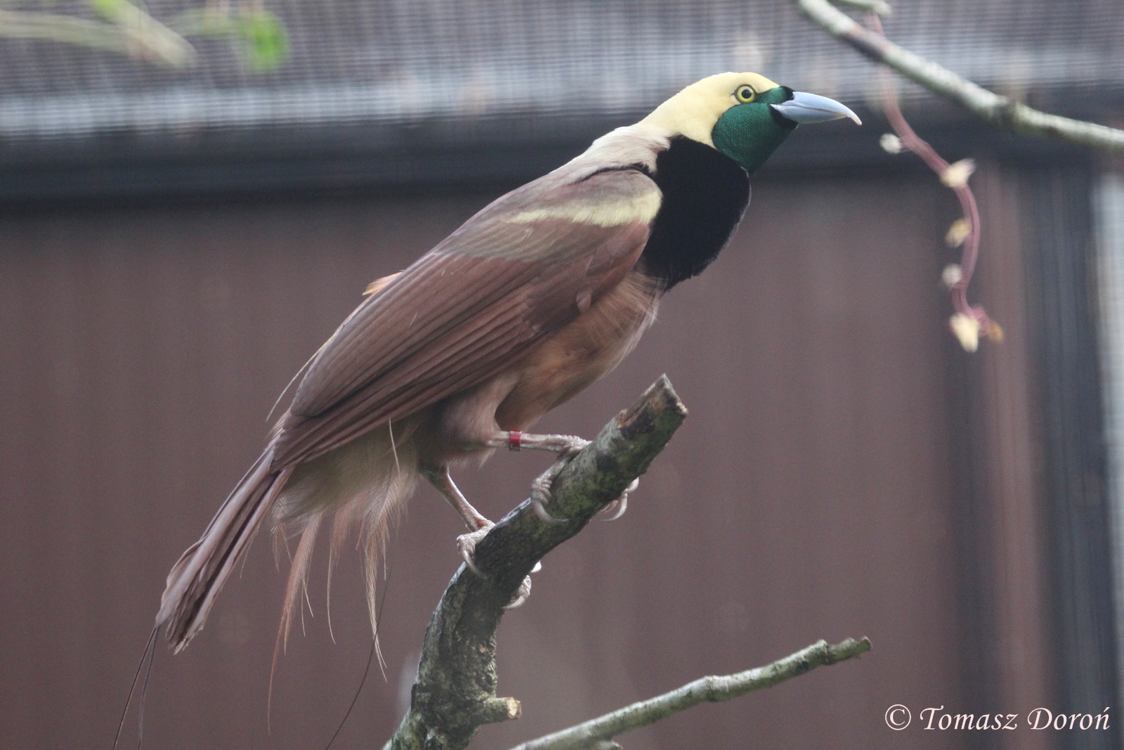 Raggiana Bird-of-Paradise (Paradisaea raggiana) male, October 2016