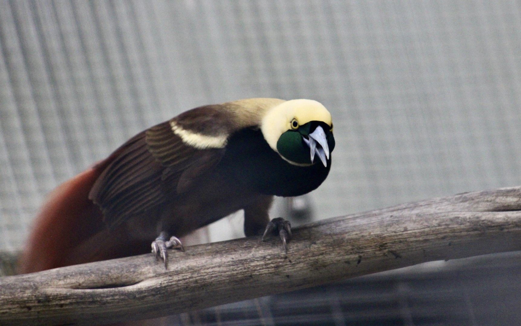 Raggiana Bird-of-Paradise (Paradisaea raggiana) male