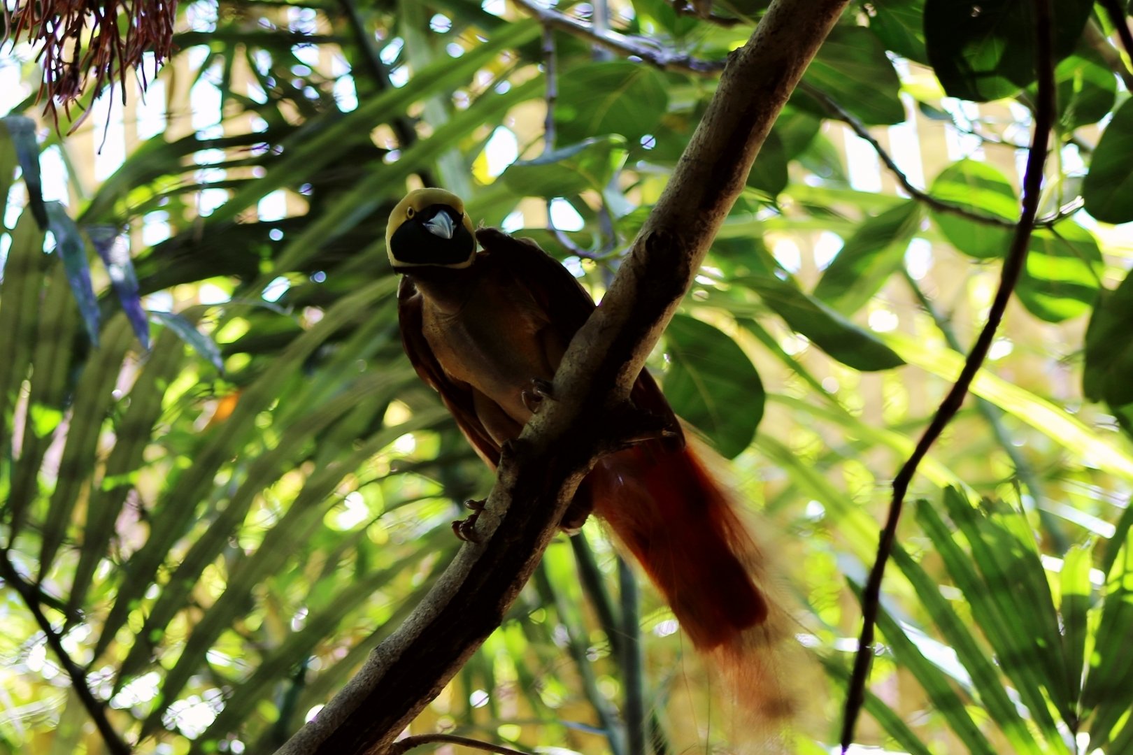 Raggiana bird-of-paradise (Paradisaea raggiana)