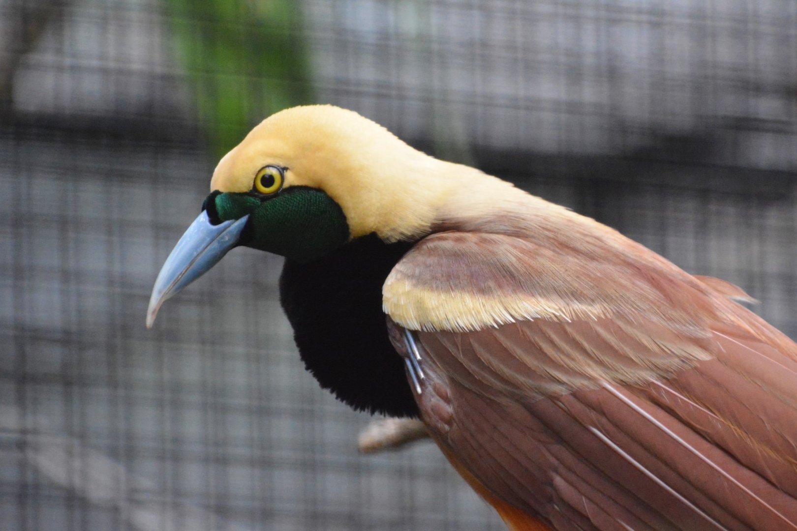 Raggiana bird-of-paradise (Paradisaea raggiana)