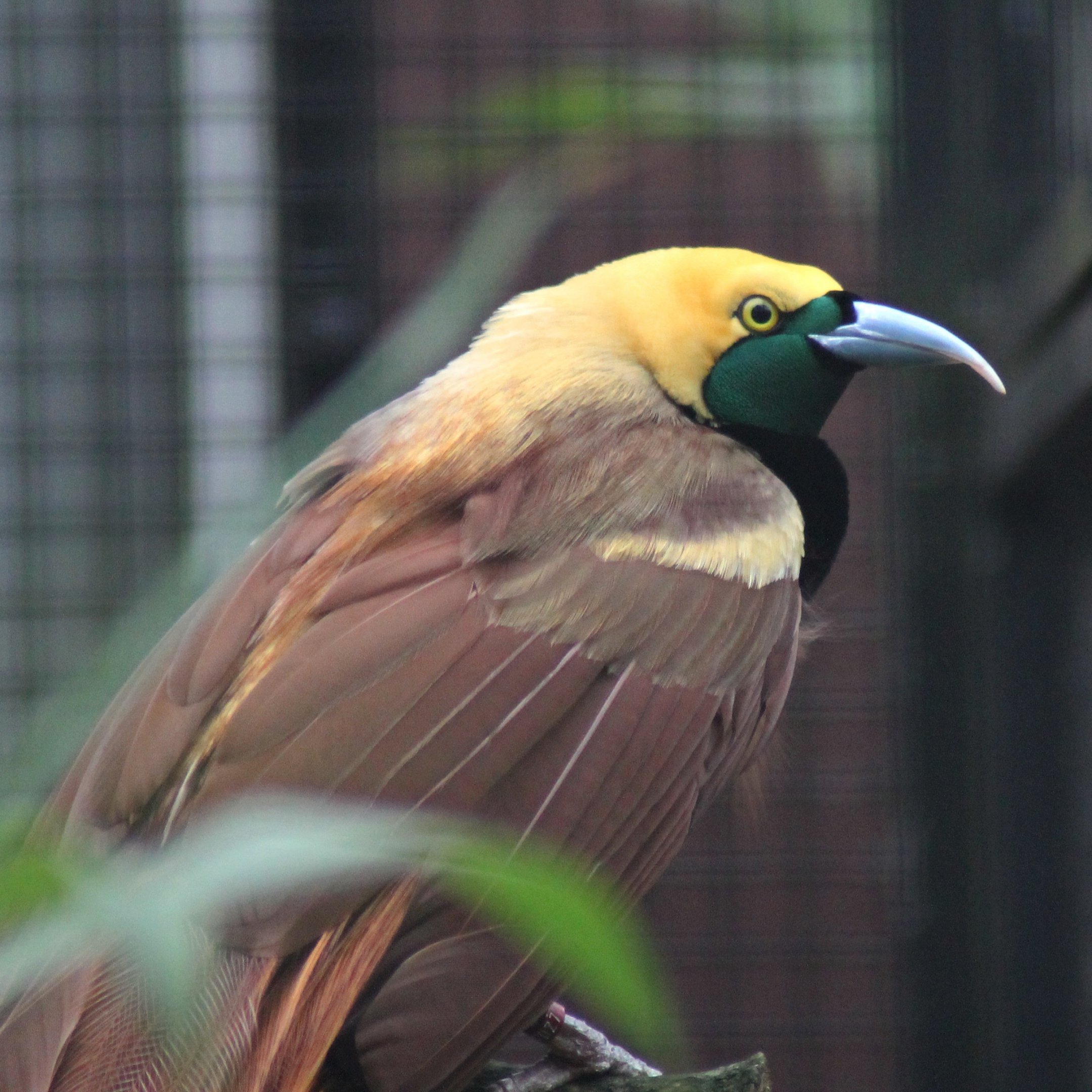 Raggiana bird-of-paradise (Paradisaea raggiana)