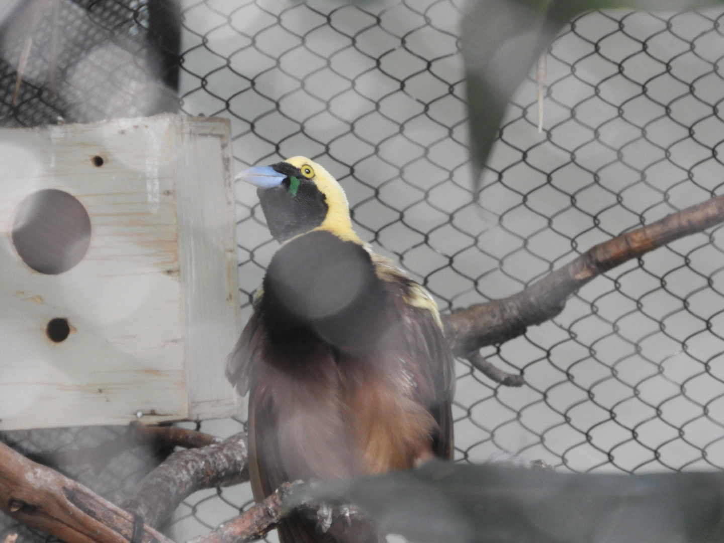 Raggiana Bird-of-Paradise (Paradisaea raggiana)
