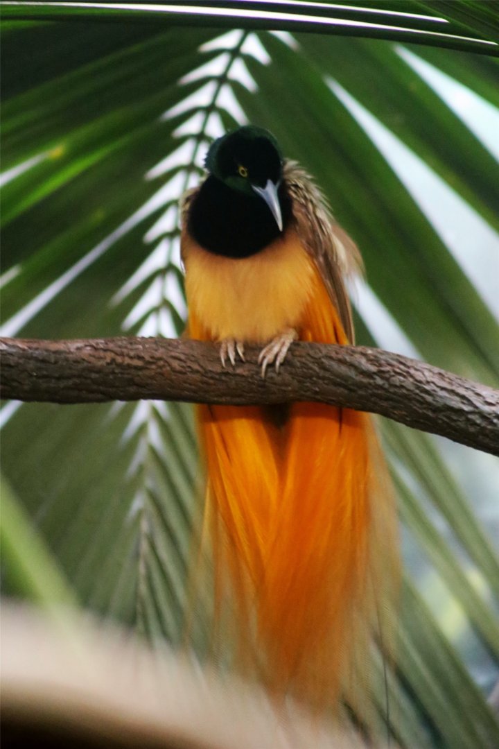 Raggiana bird-of-paradise (Paradisaea raggiana)