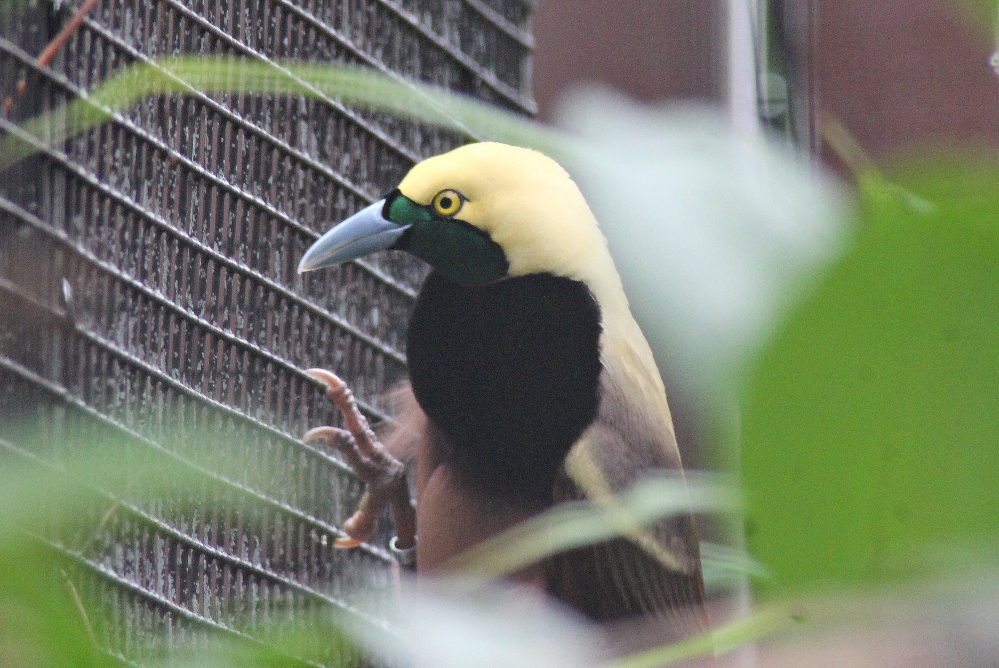 Raggiana bird-of-paradise (Paradisaea raggiana)