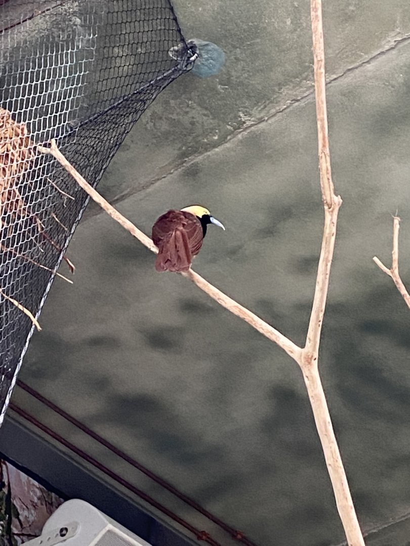 Raggiana Bird-of-Paradise (Paradisaea raggiana)