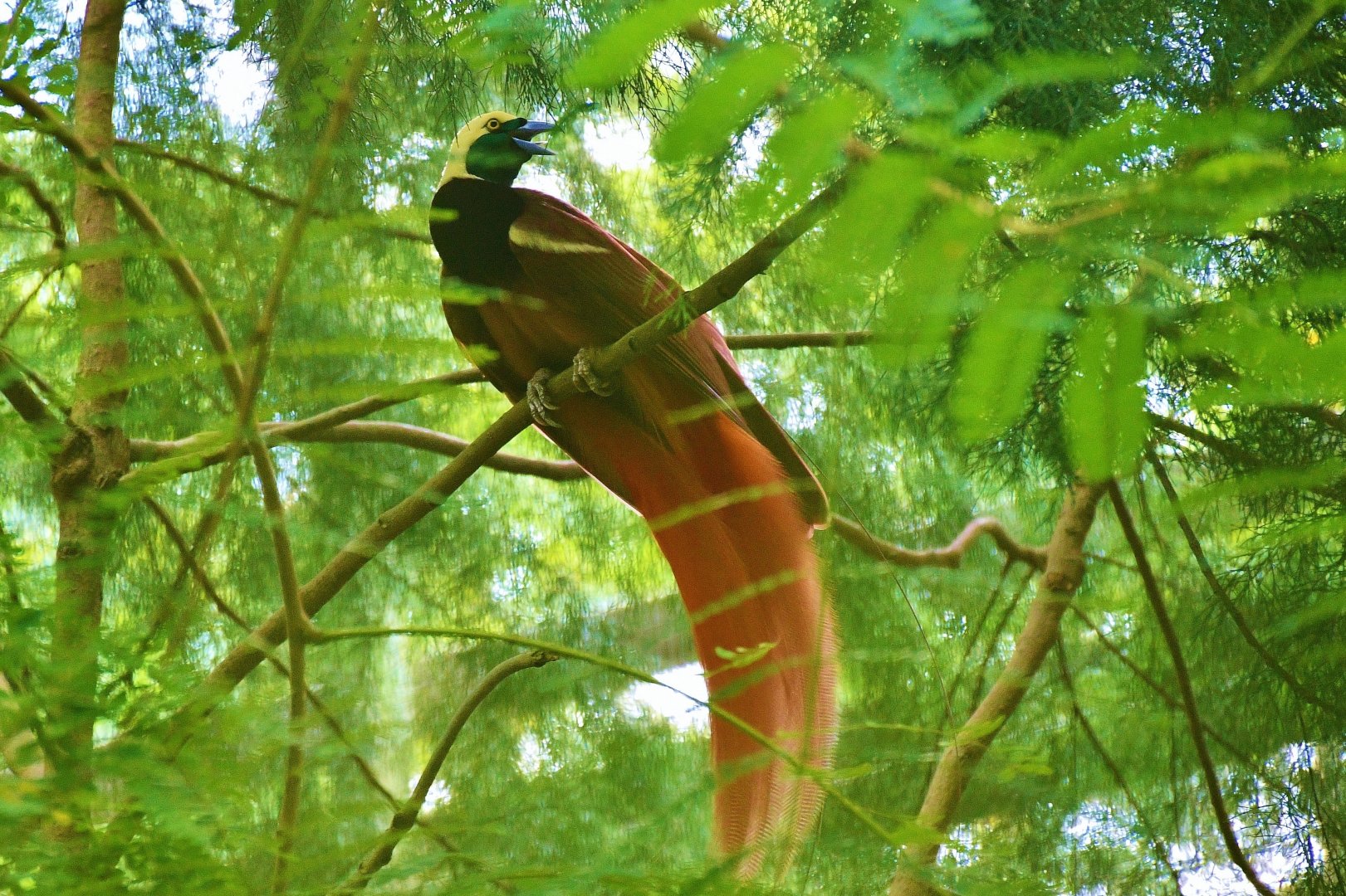 Raggiana Bird of Paradise (Paradisaea raggiana)