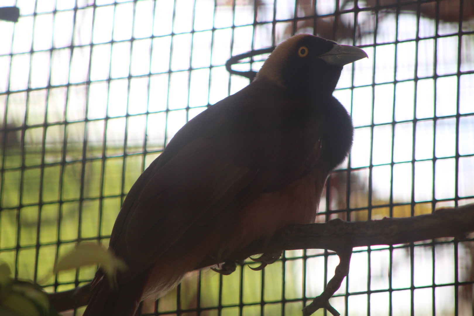 Raggiana Bird-of-Paradise (Paradisaea raggiana)
