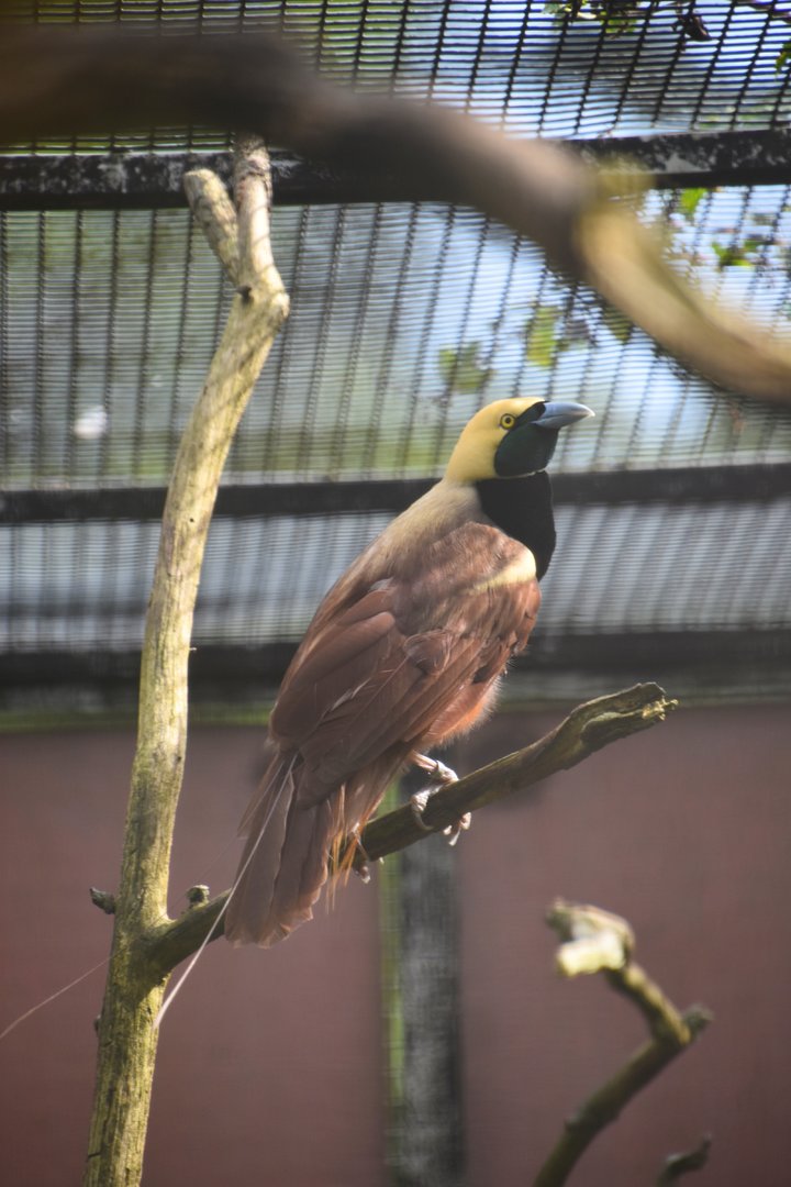 Raggiana bird of paradise, Paradisaea raggiana