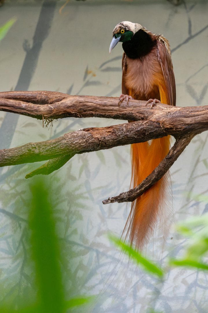 Raggiana bird-of-paradise (Paradisaea raggiana)
