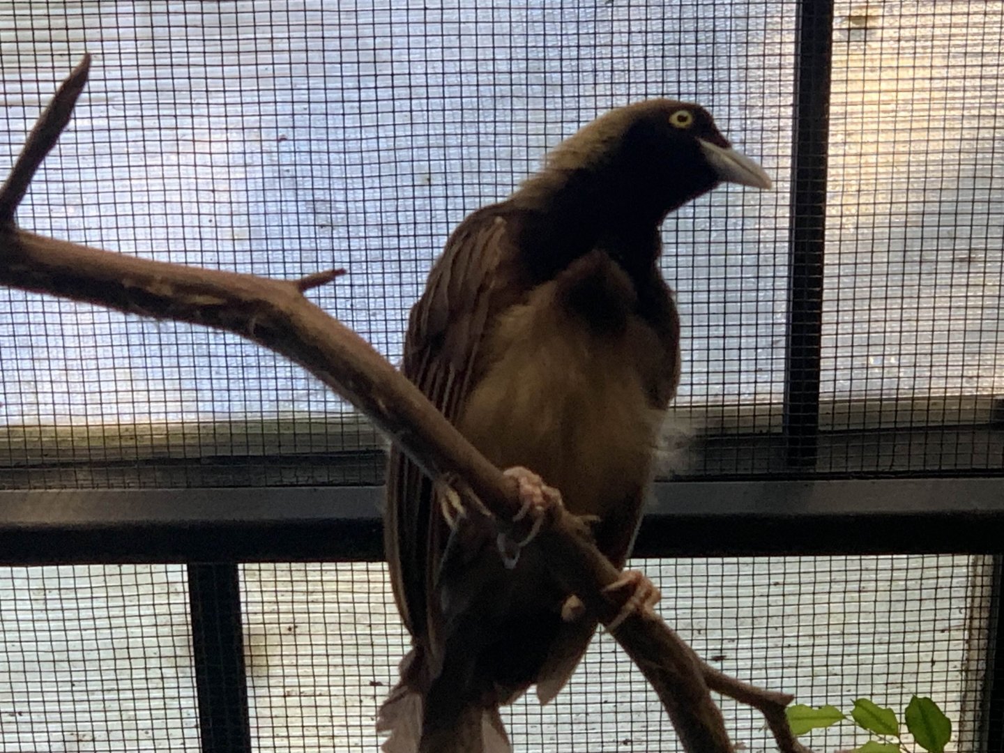 Raggiana Bird-Of-Paradise (Paradisaea raggiana)