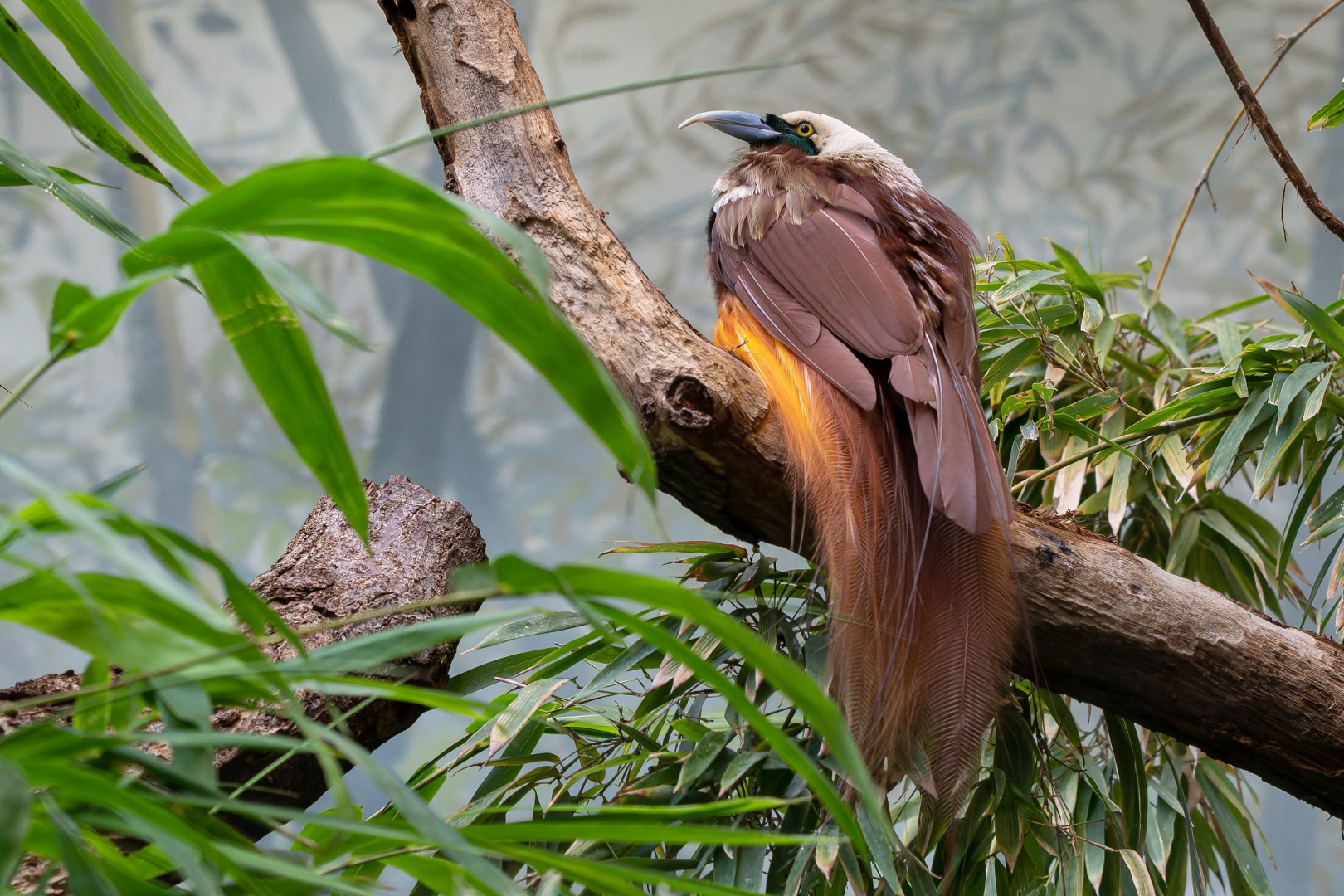 Raggiana bird-of-paradise (Paradisaea raggiana)