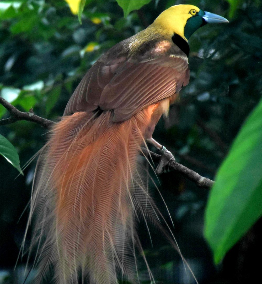 Raggiana Bird-of-Paradise (Paradisaea raggiana)