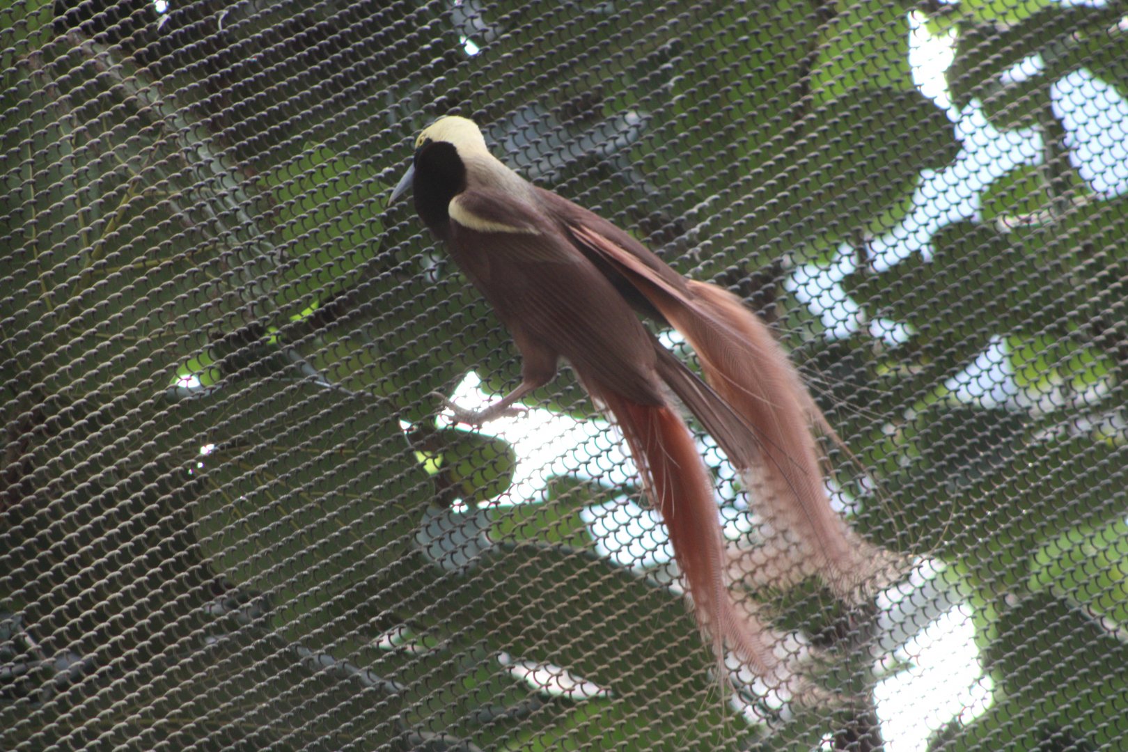 Raggiana Bird-of-Paradise (Paradisaea raggiana)