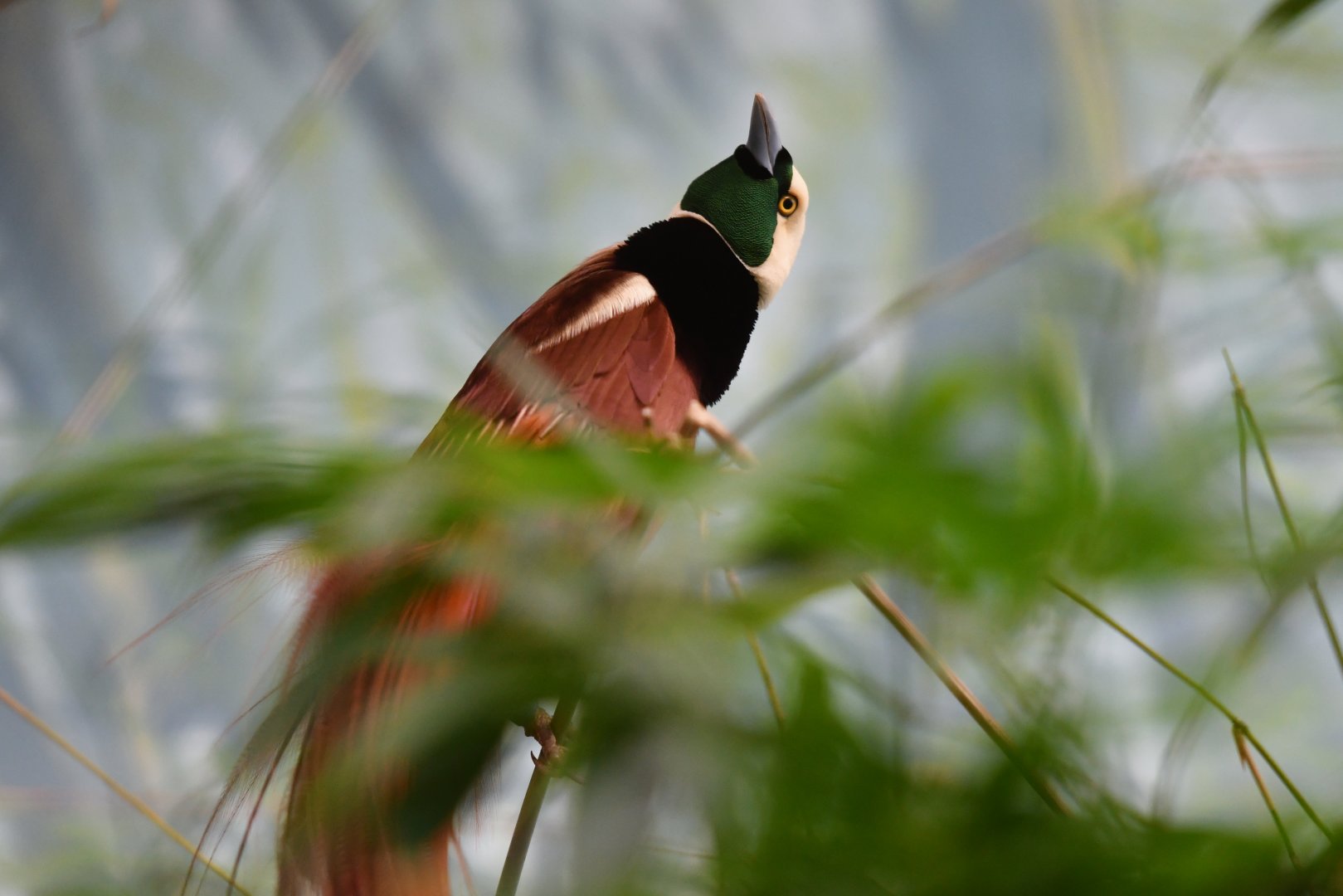 Raggiana Bird-of-paradise Paradisaea raggiana