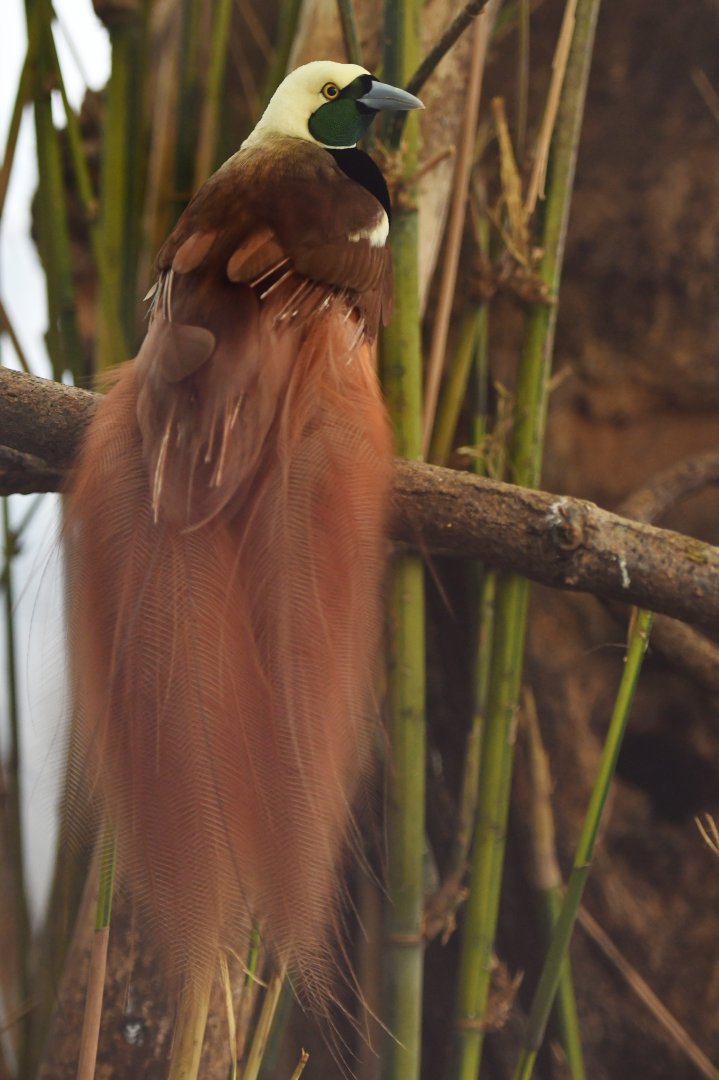 Raggiana Bird-of-paradise Paradisaea raggiana