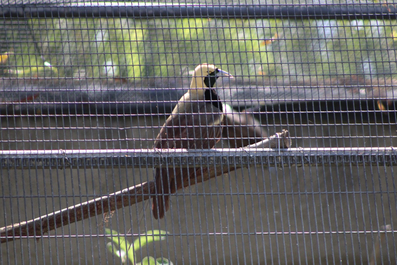 Raggiana Bird-of-Paradise (Paradisea raggiana)