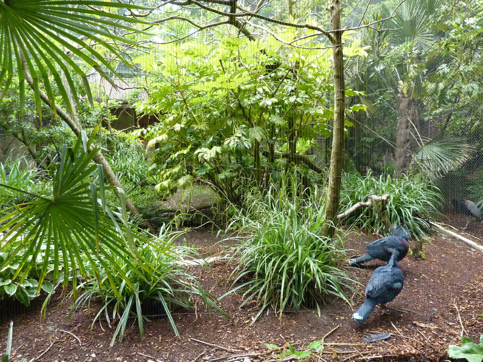 Raggiana Bird Of Paradise/Victoria Crowned Pigeon Exhibit