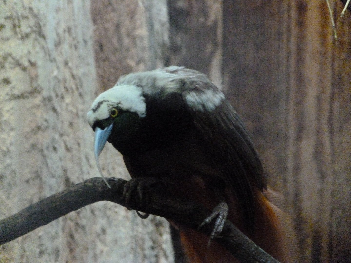 Raggiana bird-of-paradise -Zoo Praha (2025)