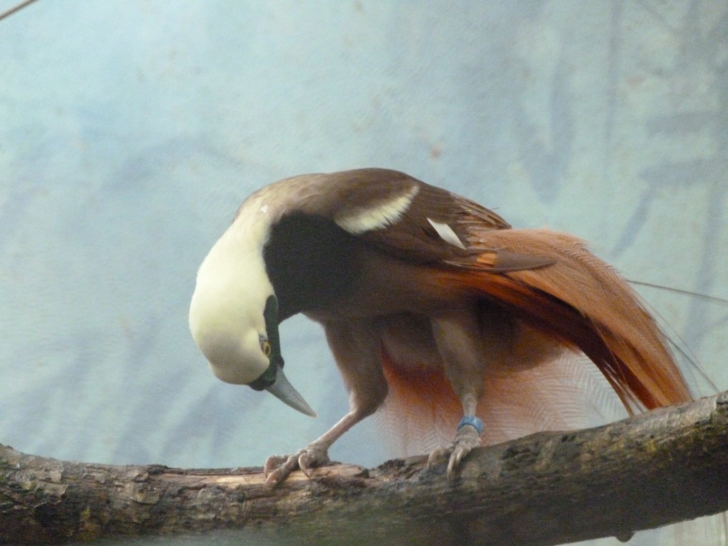 Raggiana bird-of-paradise -Zoo Praha (2025)
