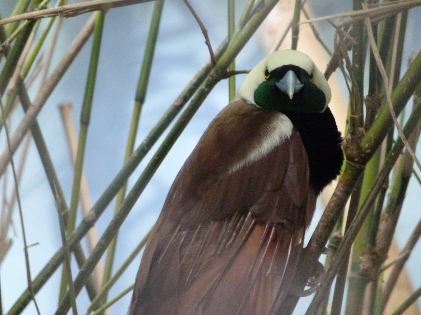 Raggiana bird-of-paradise -Zoo Praha (2025)