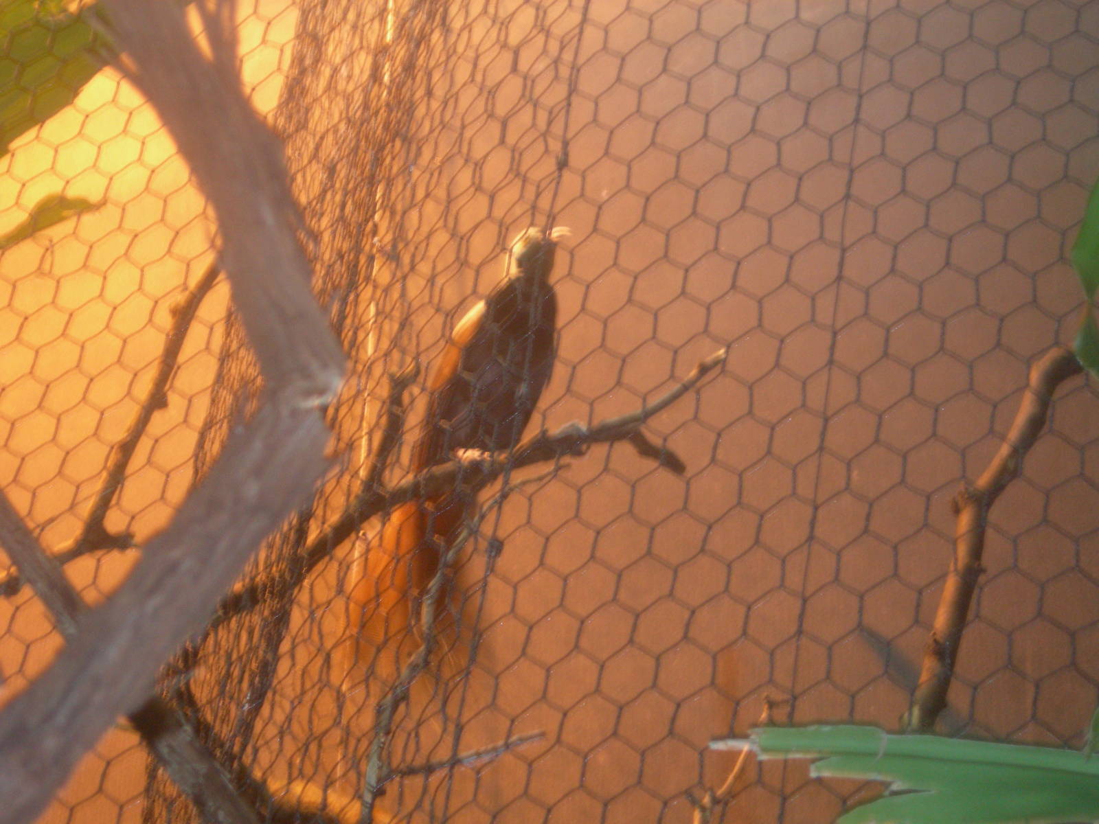 Raggiana Bird-Of-Paradise