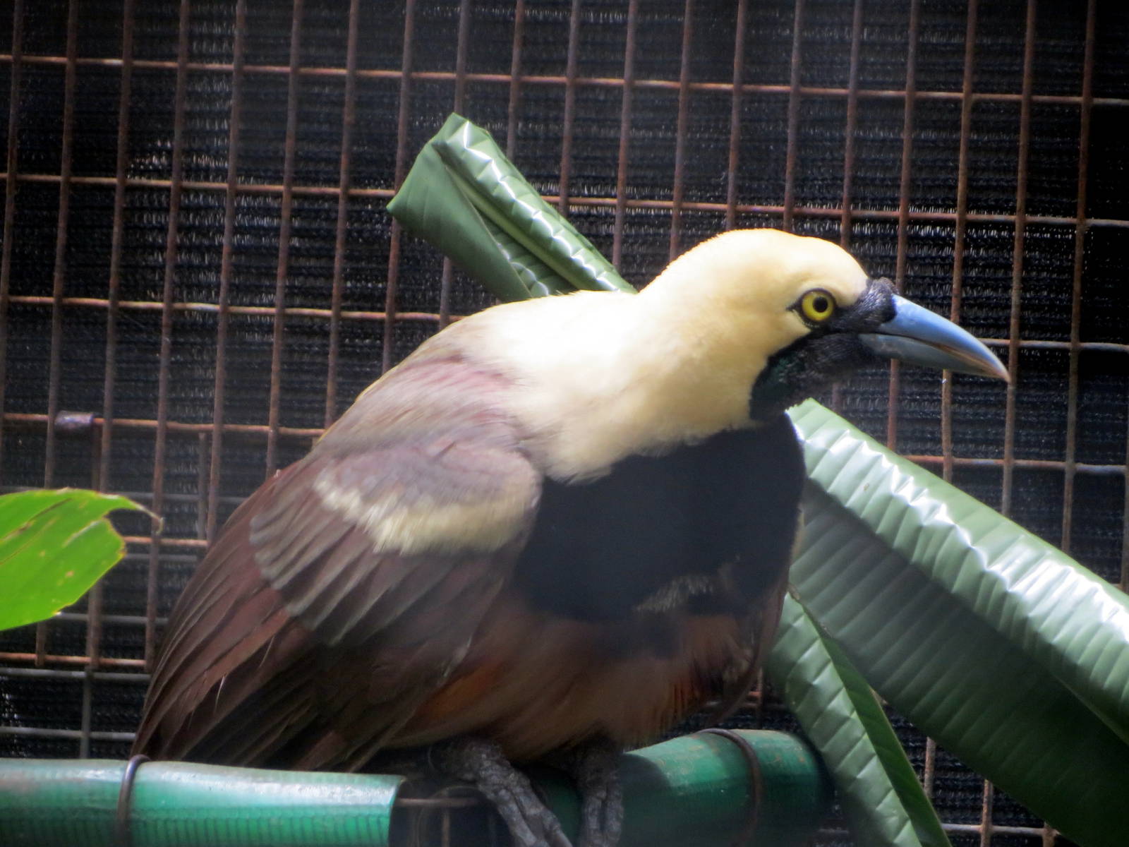 Raggiana Bird-of-paradise