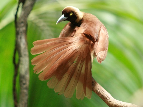 Raggiana Bird-of-paradise