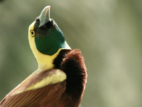 Raggiana Bird-of-paradise