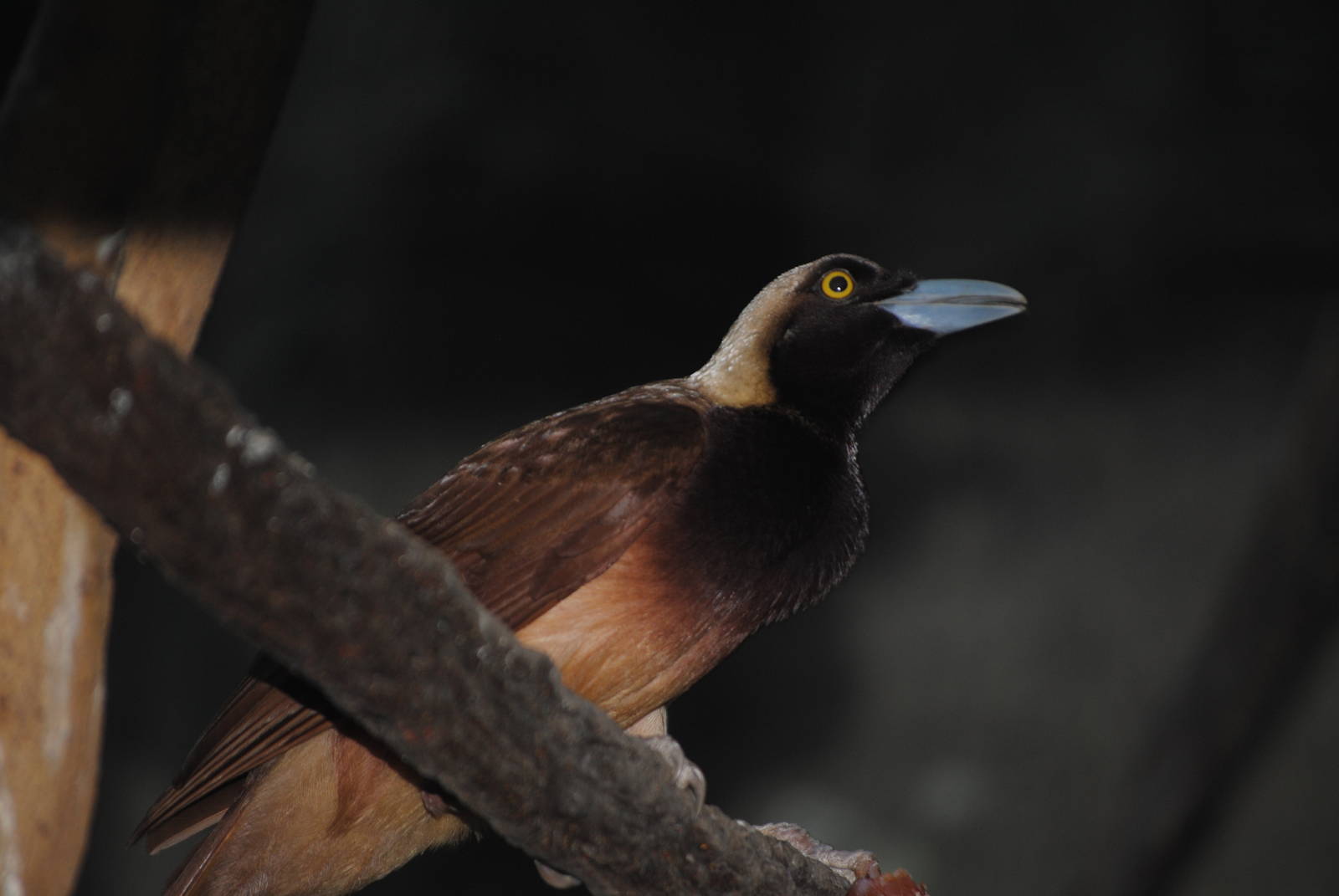 Raggiana Bird-of-Paradise