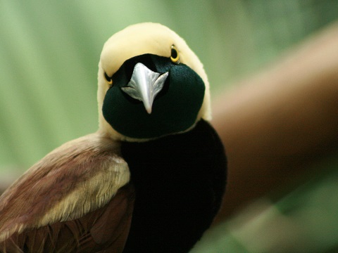 Raggiana Bird-of-paradise