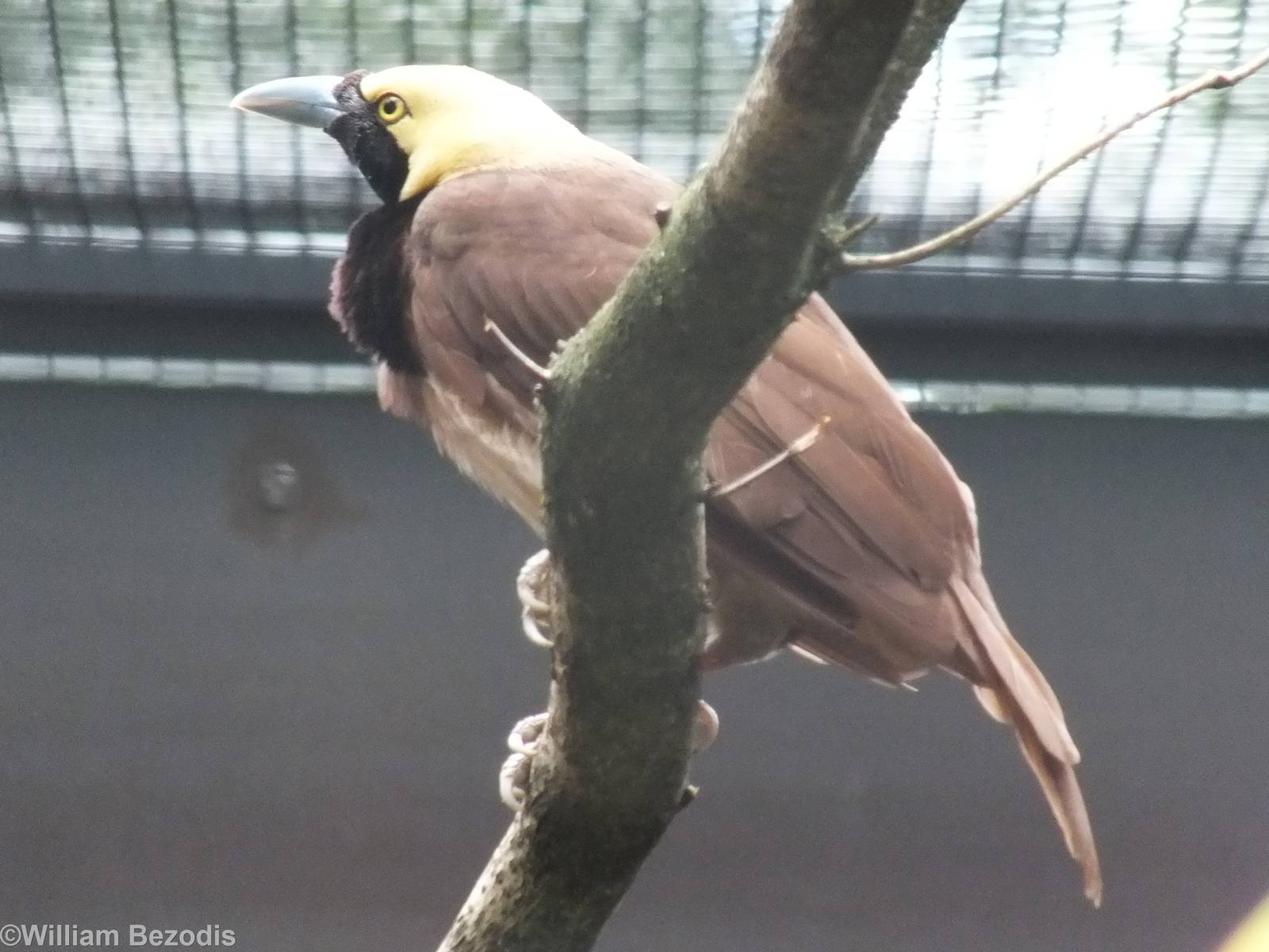 Raggiana Bird of Paradise