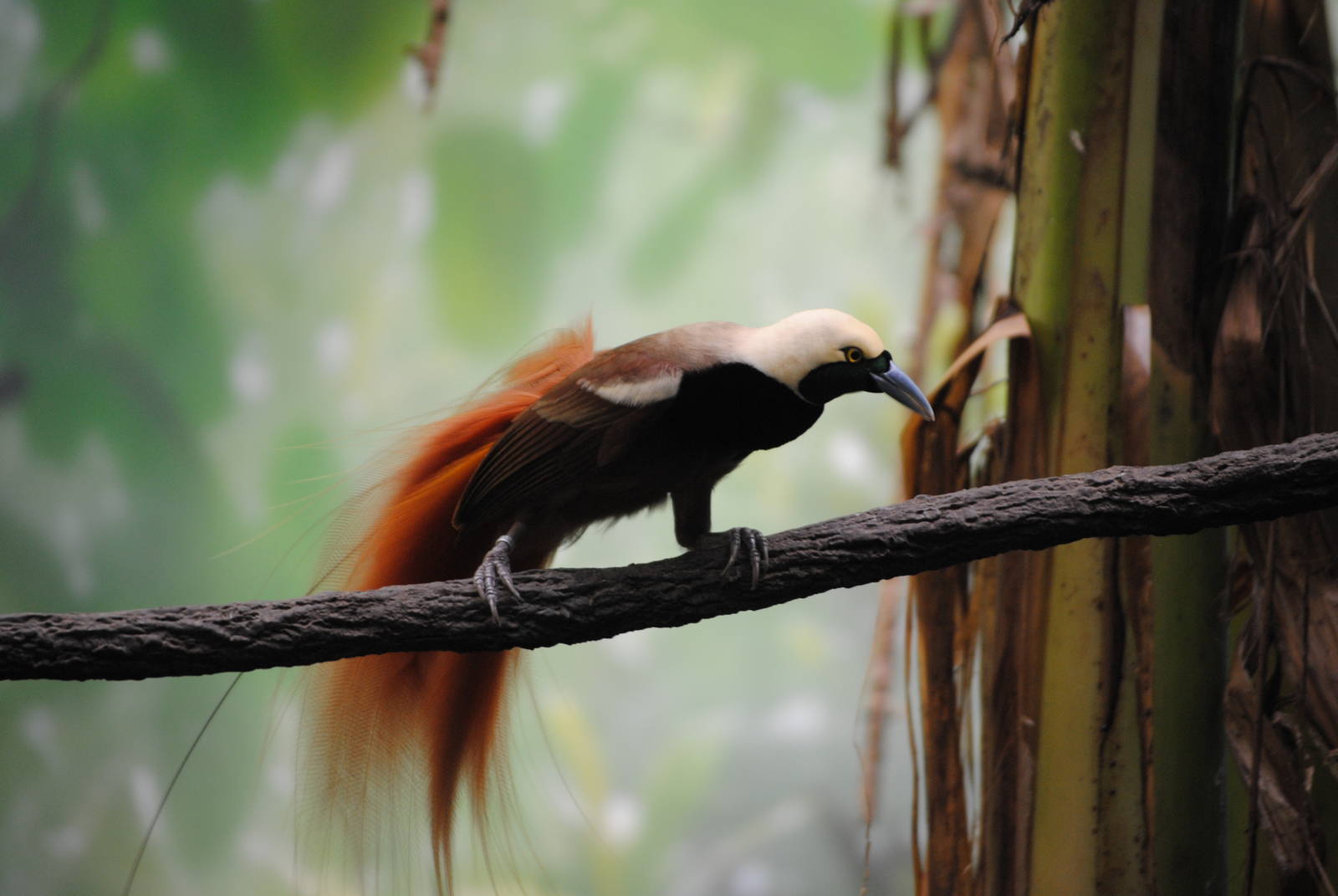 Raggiana Bird-of-Paradise