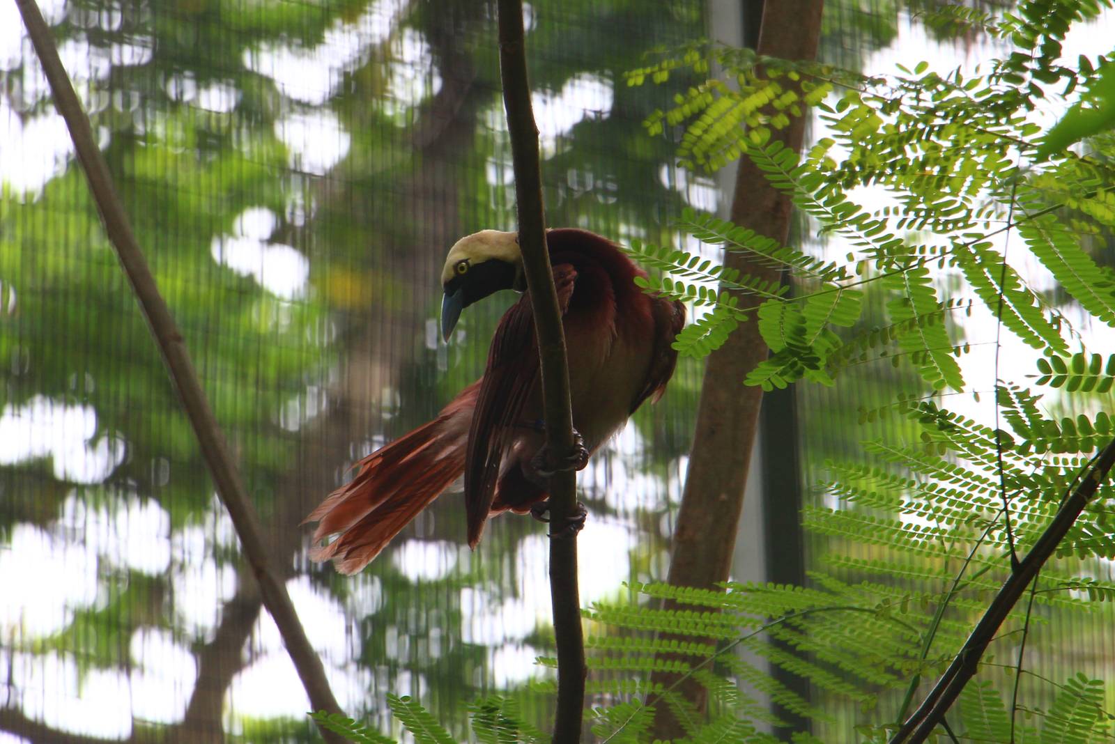 Raggiana Bird of Paradise