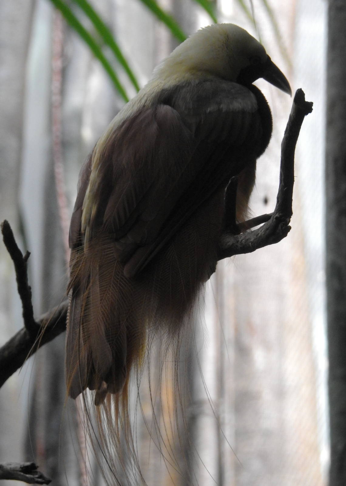 Raggiana Bird of Paradise