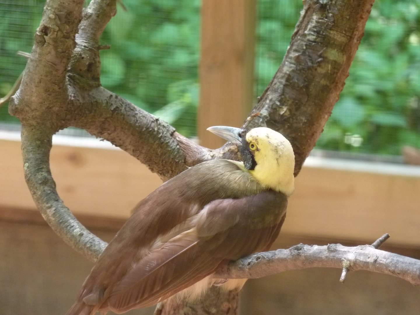 Raggiana bird of paradise