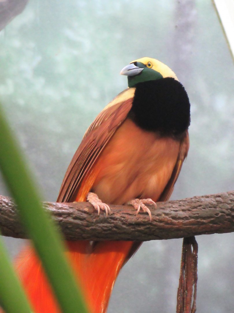 Raggiana bird of paradise