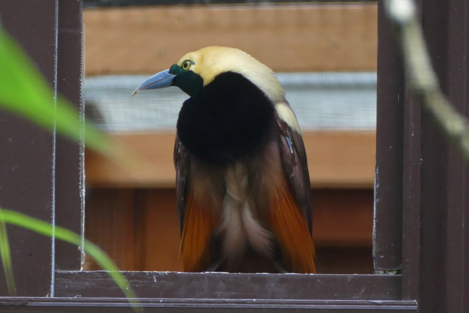 Raggiana Bird-of-paradise