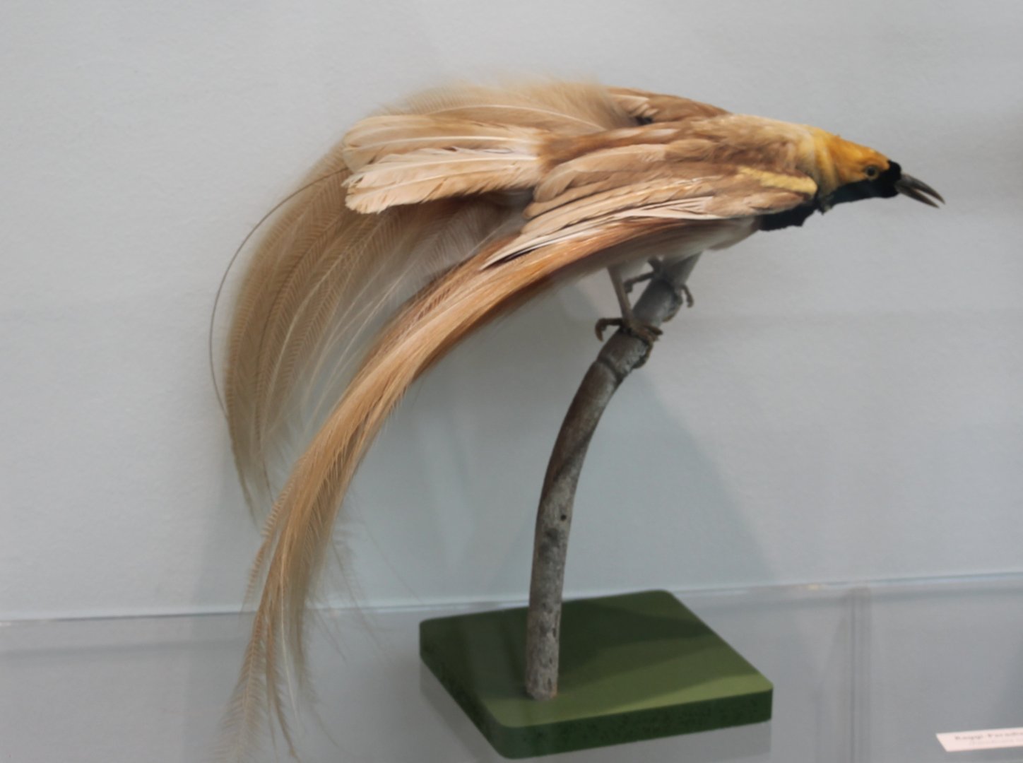 Raggiana bird of paradise