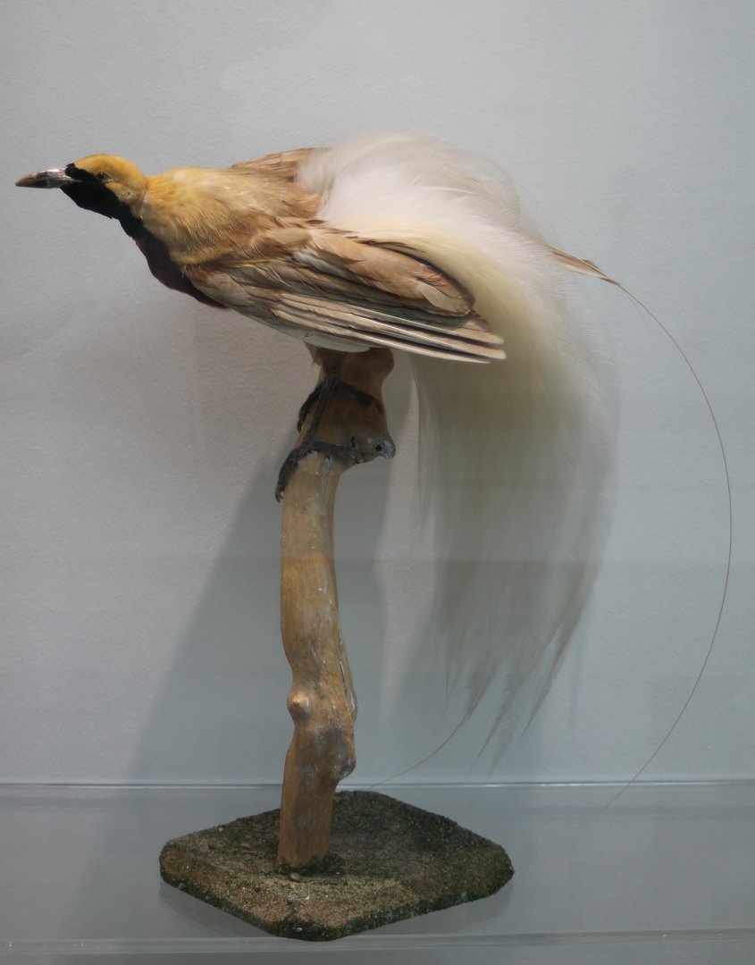 Raggiana bird of paradise