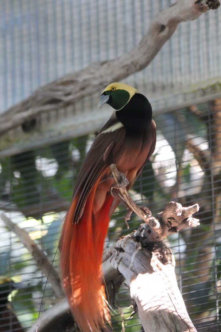 Raggiana Bird Of Paradise