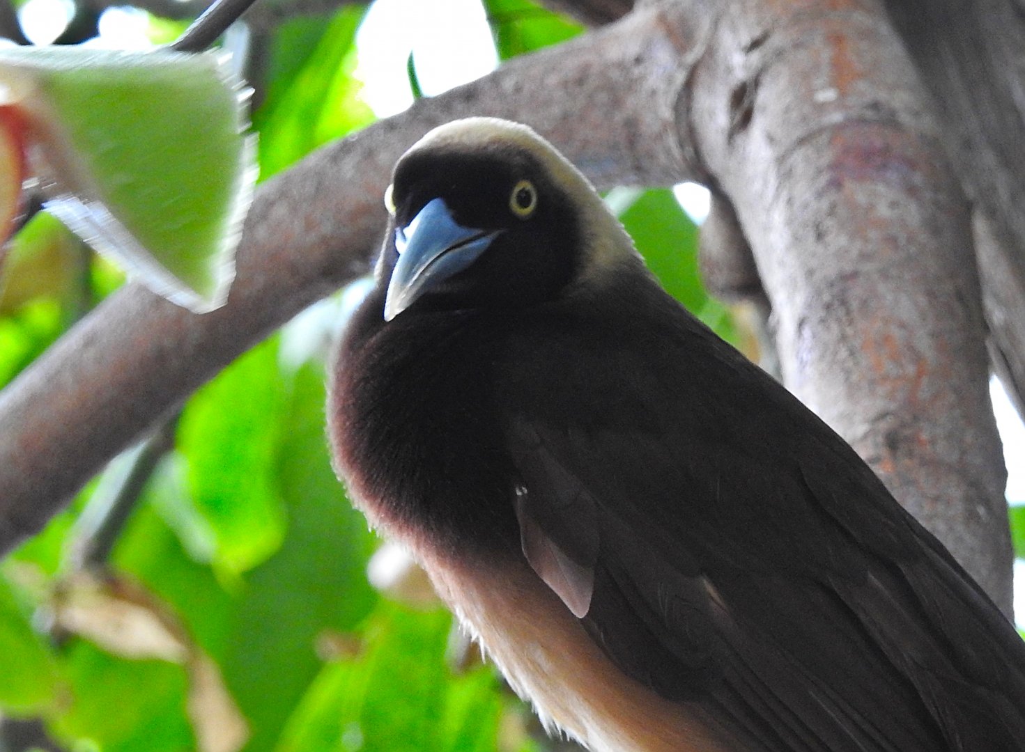Raggiana Bird of Paradise
