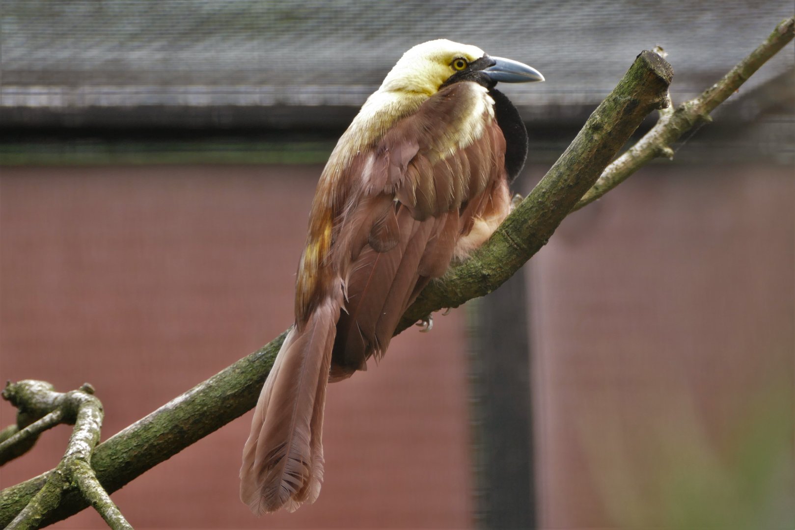 Raggiana Bird-of-paradise