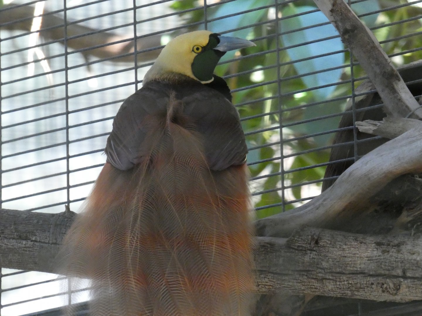 Raggiana Bird-of-paradise