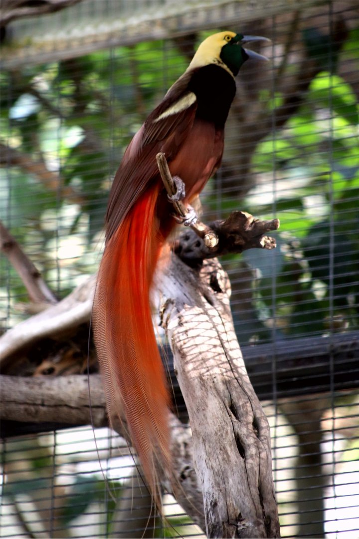 Raggiana bird-of-paradise