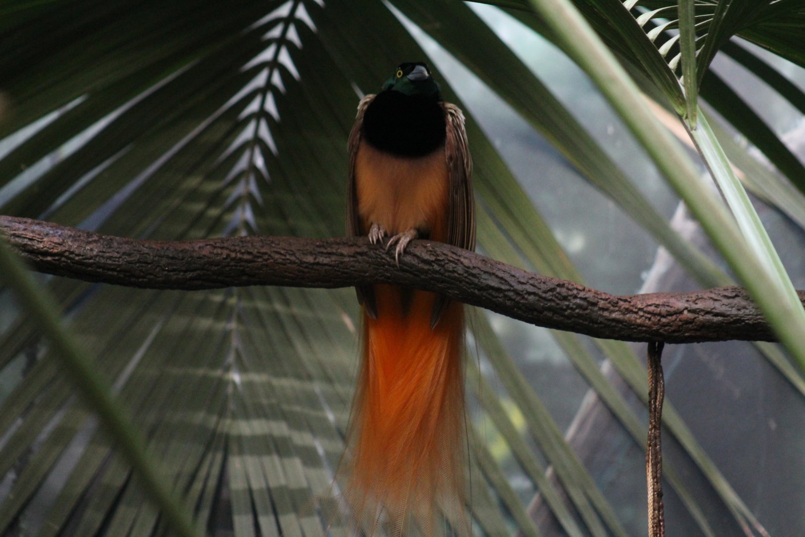 Raggiana Bird-of-Paradise