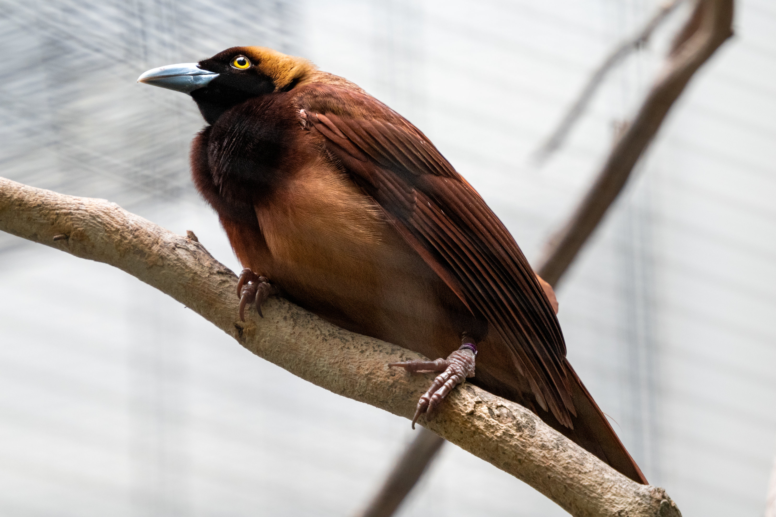 Raggiana Bird Of Paradise