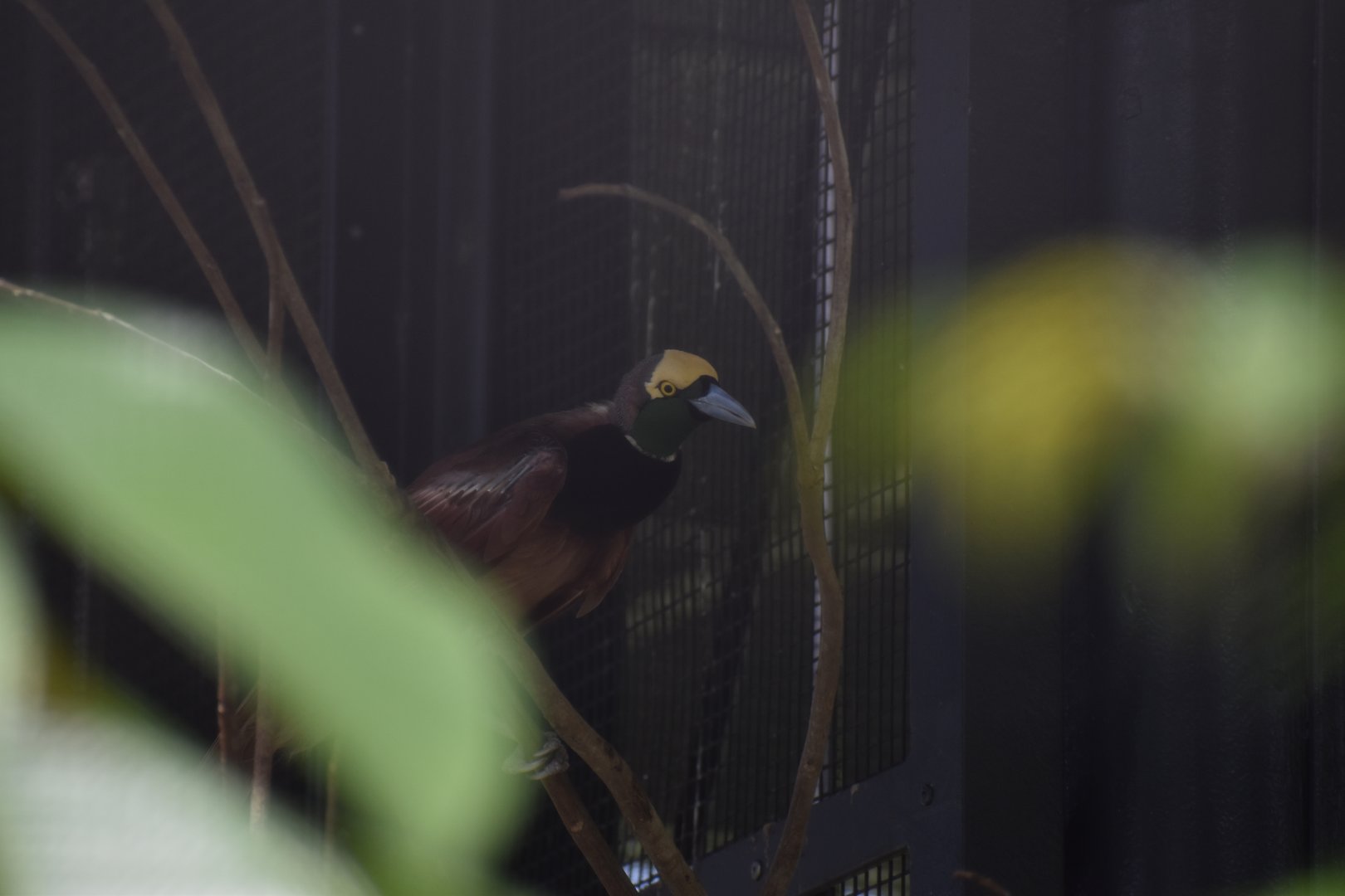 Raggiana Bird of Paradise